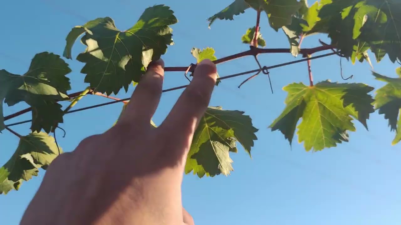 برنامج تسميد العنب فترة اكتوبر 🍇🌿