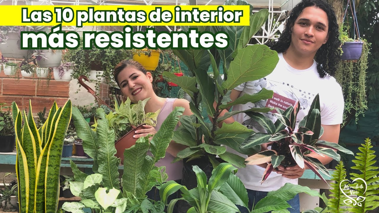 LAS 10 PLANTAS DE INTERIOR MÁS RESISTENTES  😍+  CONSEJOS PARA PRINCIPIANTES 💚🌱