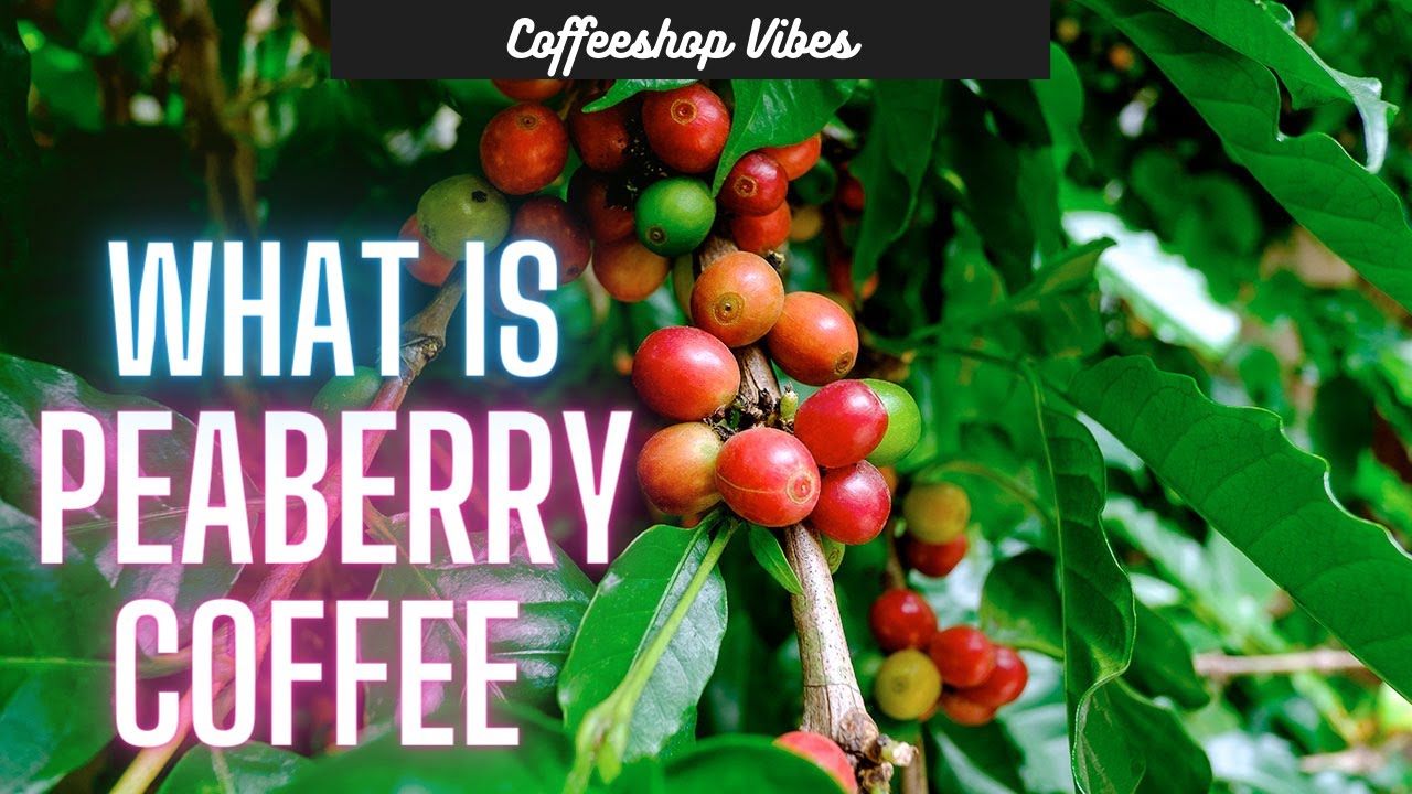 What is Peaberry Coffee?
