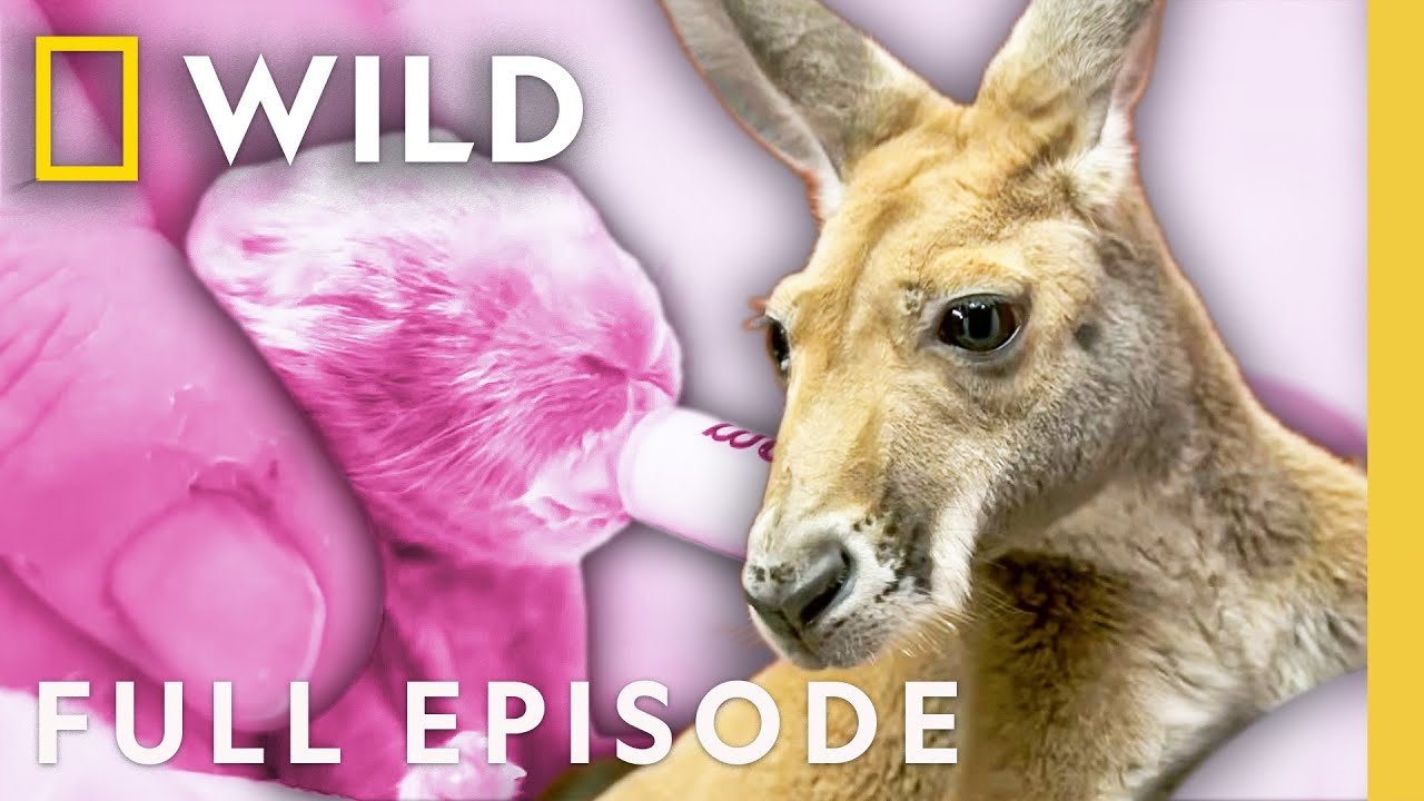 Animal Mother's Day | Dr. K's Exotic Animal ER | Nat Geo Animals