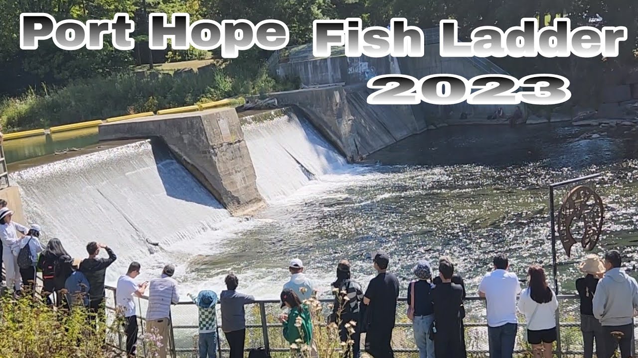 Port Hope Fish Ladder #Salmon Run 2023