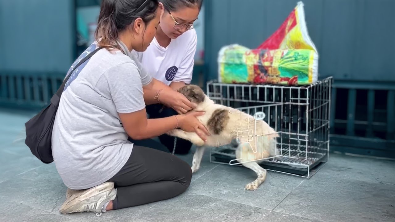 Caged for Life and Treated Like a Toy, a Deformed Dog Sheds Tears of Freedom