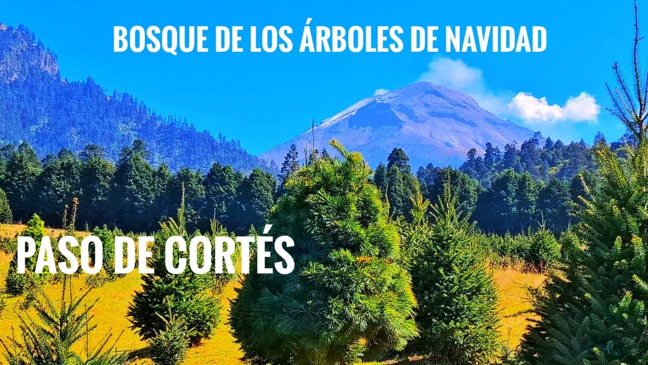 Bosque de los árboles de Navidad 2024 Cascanueces. Estado de México