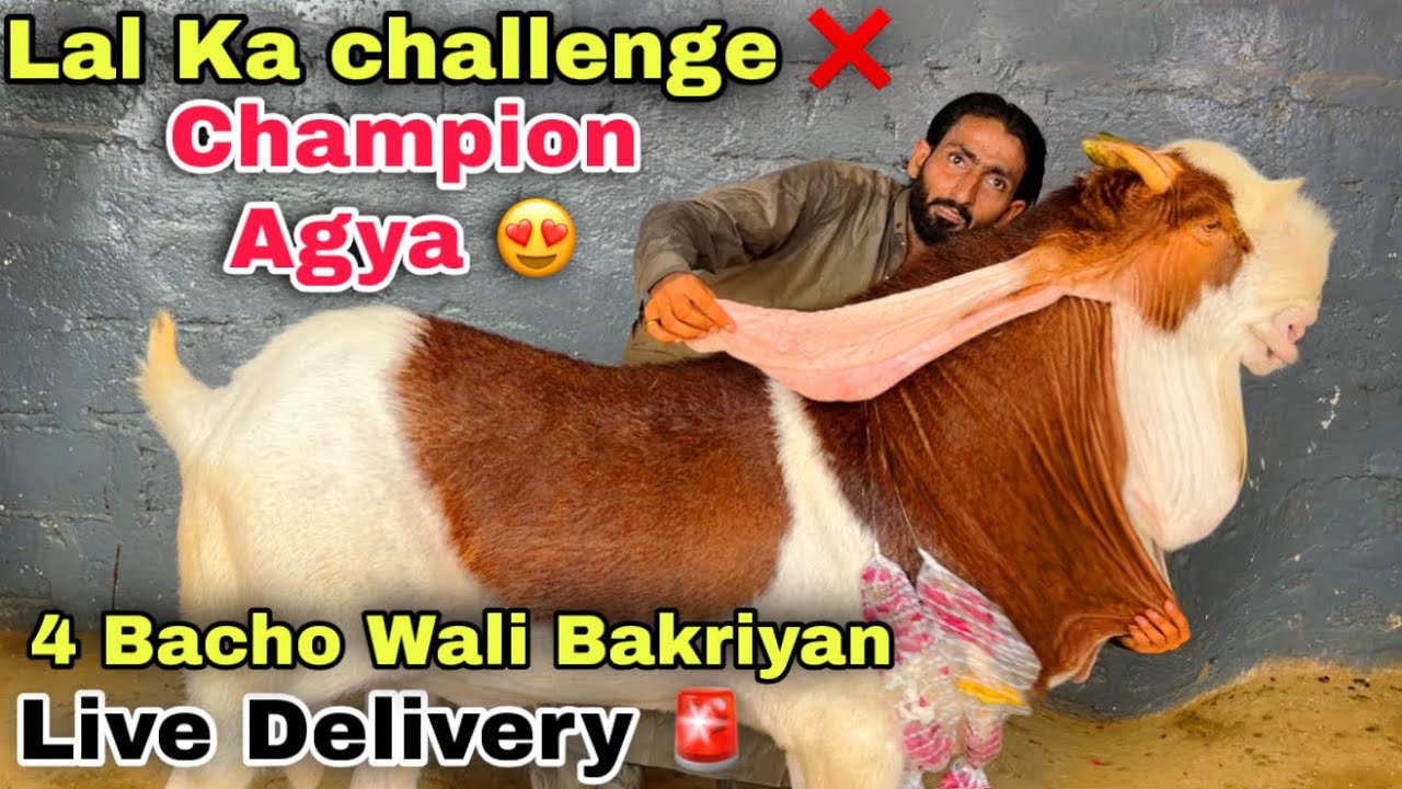 🚨 Lal Goat Farm Heavy Champion Breader Le Aya 2027 | Bacho Wali Bakriyan | Bakra Mandi 2027