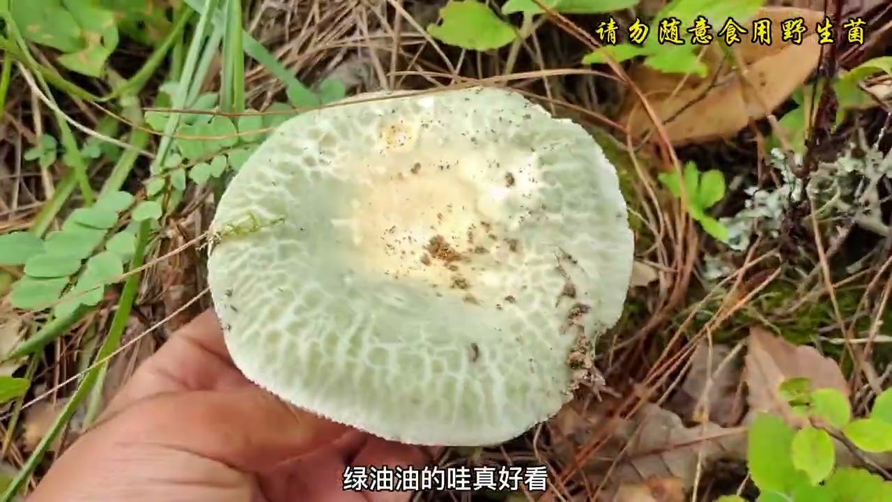 养了一夜的牛肝菌，第2天扒开树叶一看，胖嘟嘟的，可爱到爆了