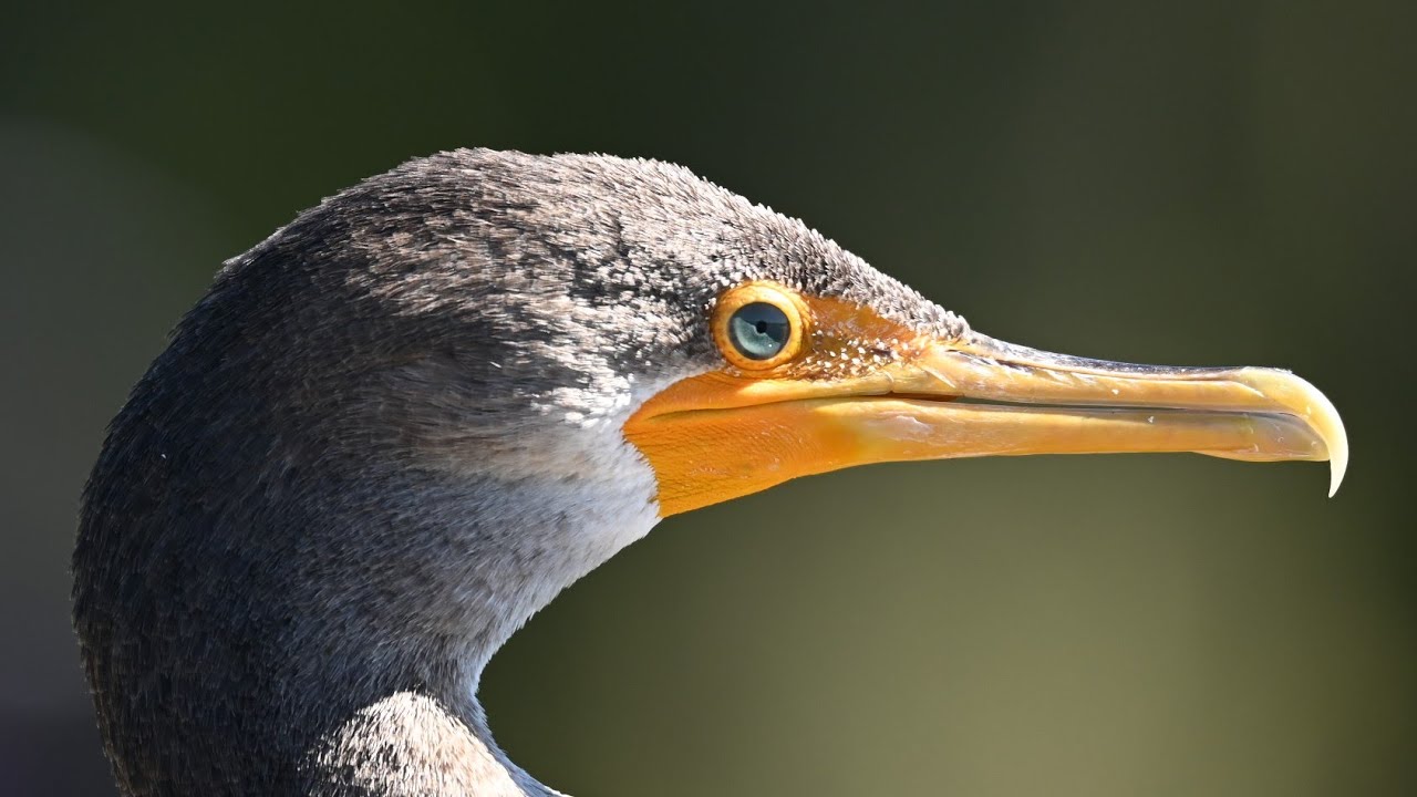 Sweetwater Wetlands Park: October 2022