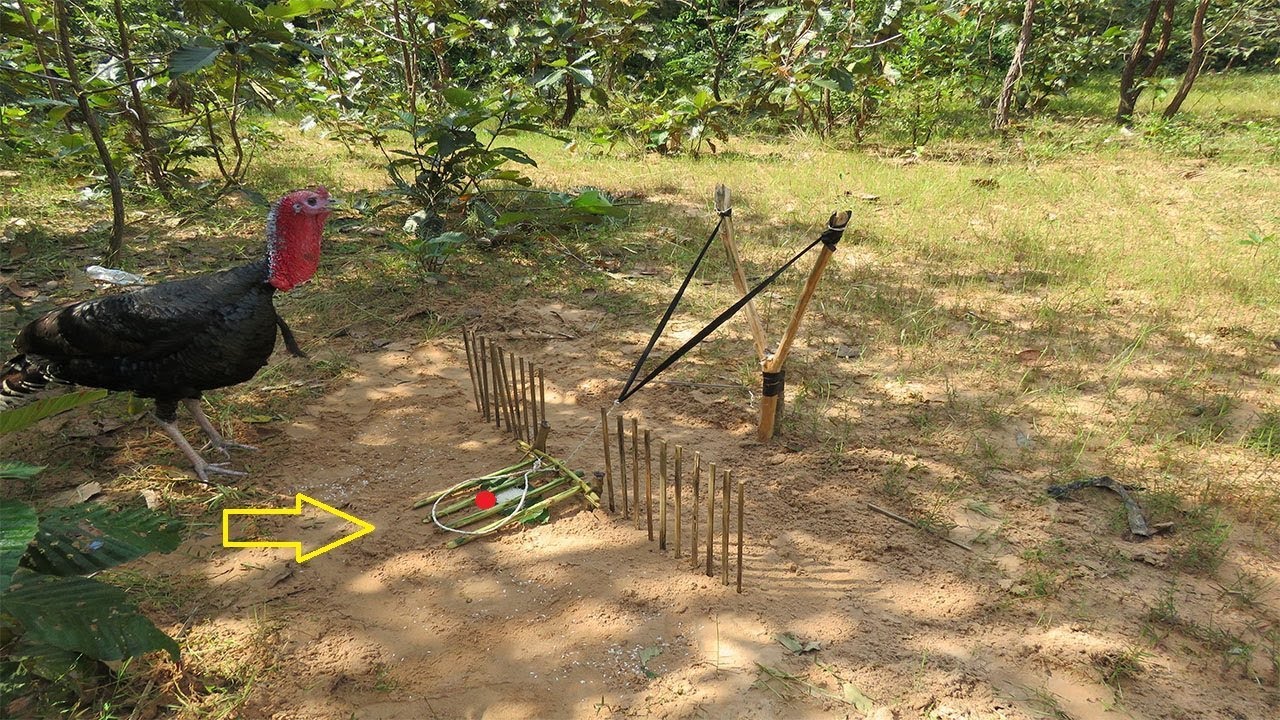 Traditional Sling Foot Wild Turkey Trap in Cambodia