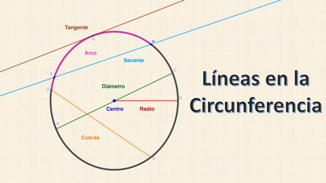 ¿Cuántas líneas puedes dibujar en una circunferencia?