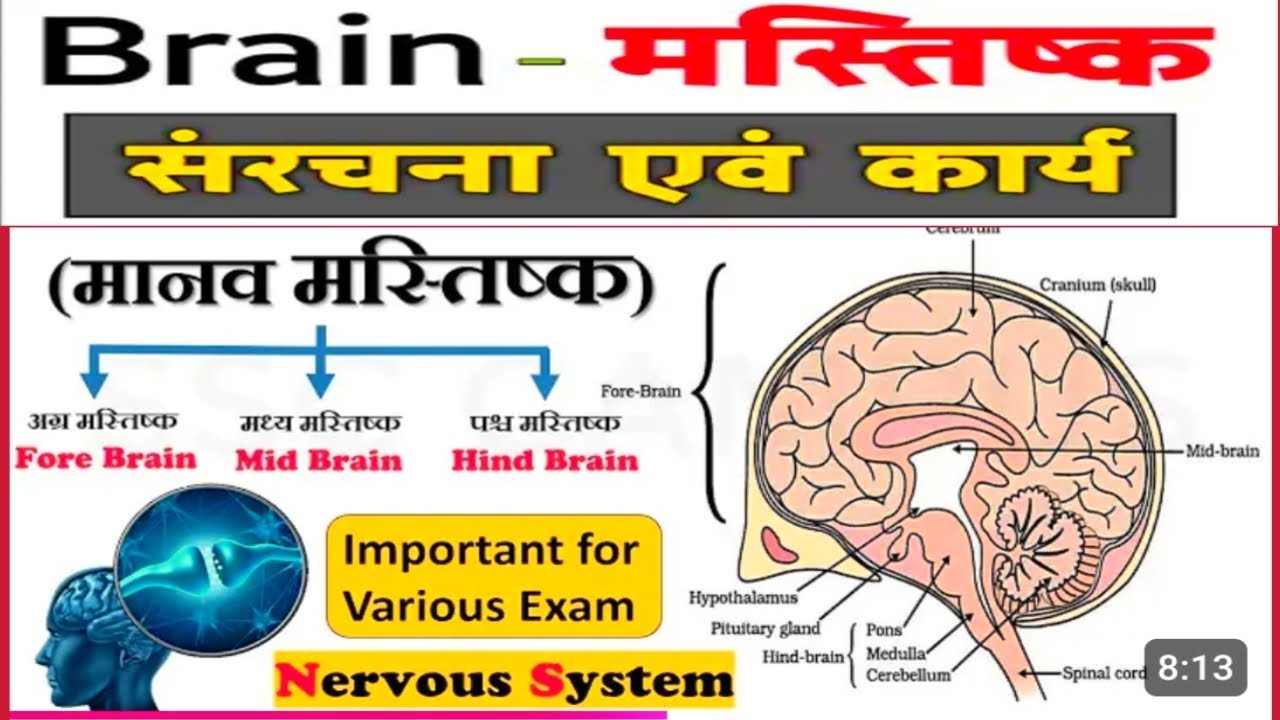 Brain - मानव मस्तिष्क | Structure of Brain |Brain Anatomy and physiology | Nervous System😊