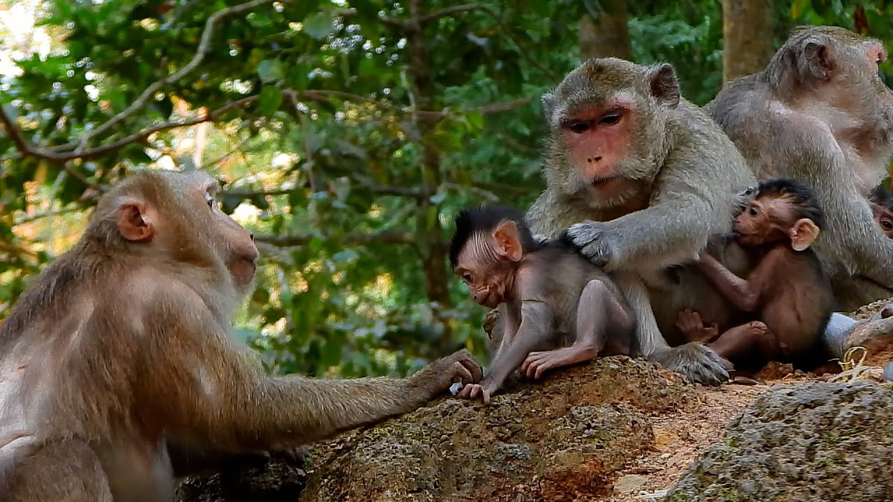 Bonita Monkey Needs Them - Poor Pippin Before saying Bye Bye