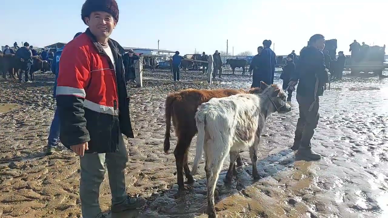 25.01.2026 SOTIB OLINGAN REAL NARXLAR QARSHI MOL BOZORIDA 