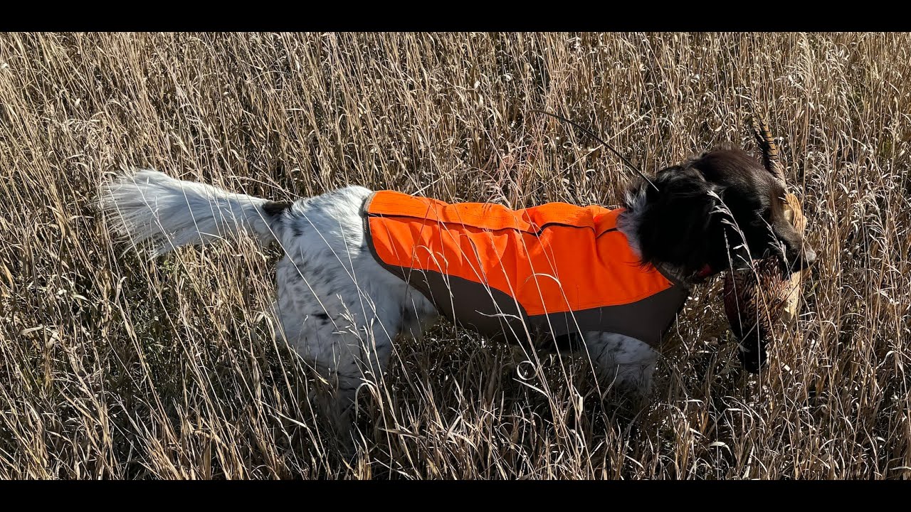 South Dakota Pheasant Hunt with Small Munsterlanders