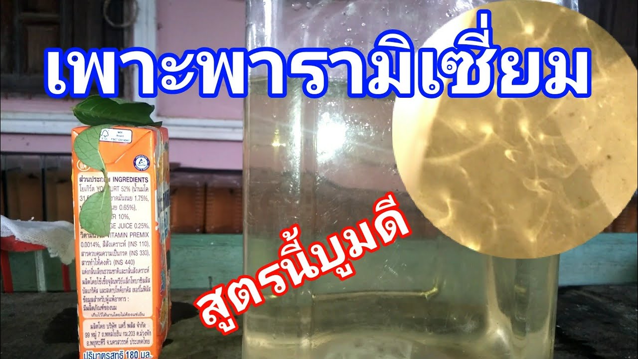 เพาะพารามิเซี่ยมให้ลูกปลากัดแรกเกิด   สูตรนี้ดี