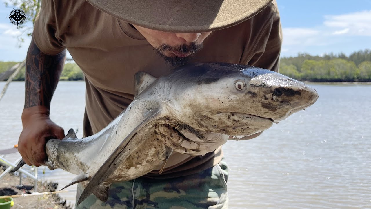 Deadly Australian Bull Shark - Shark Fishing Logan River