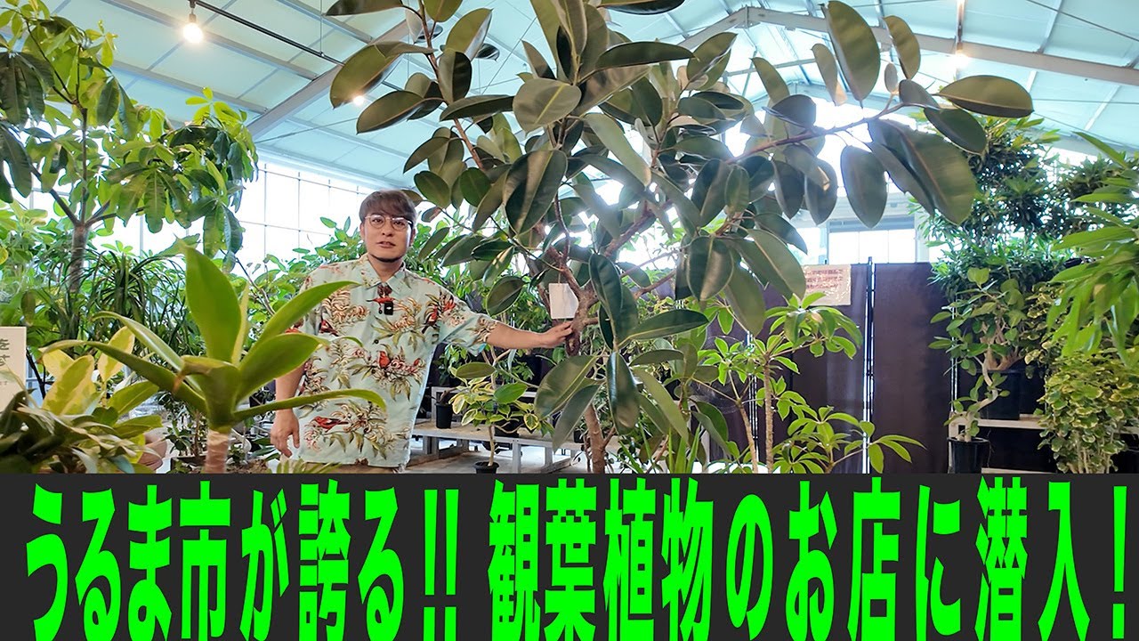 うるま市が誇る！観葉植物のお店に潜入！！