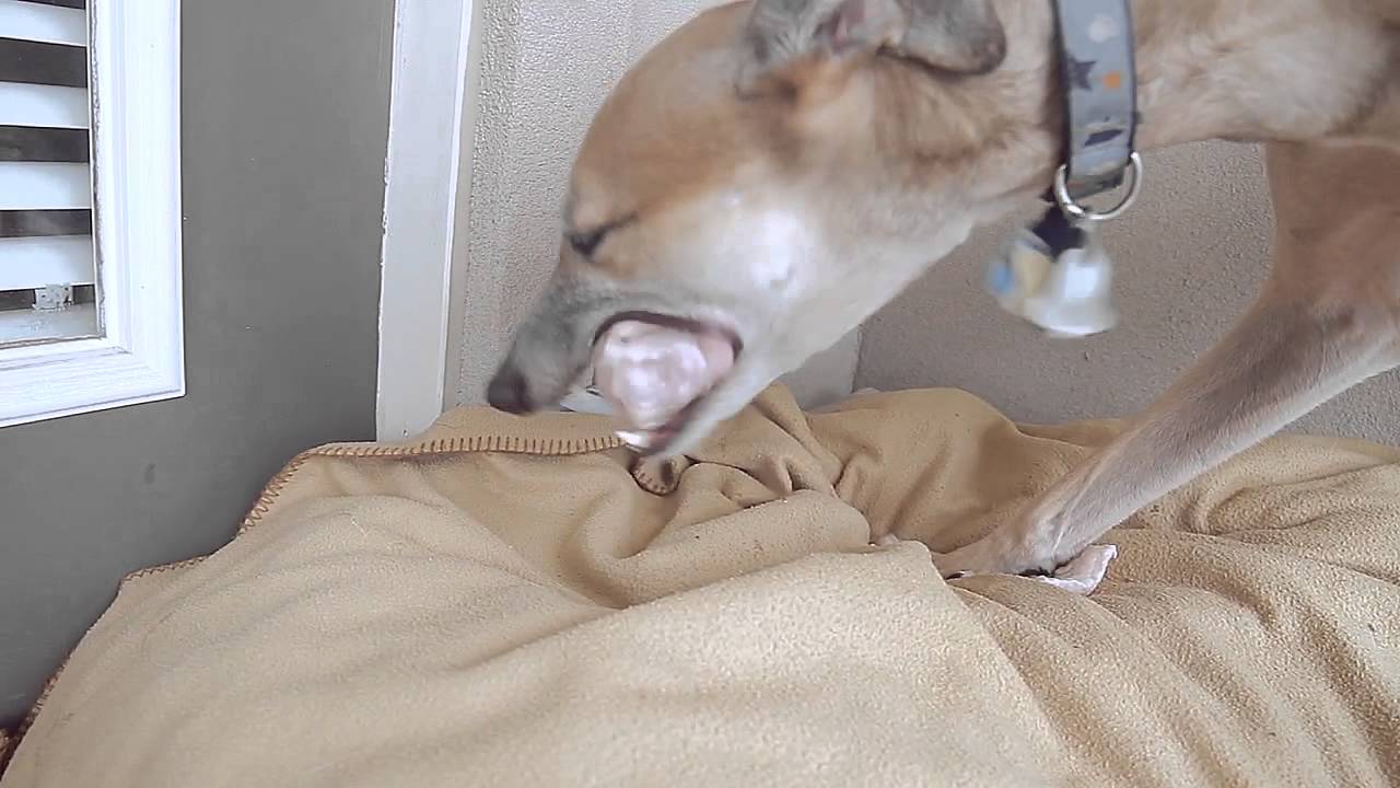 Raw Feeding Greyhound Chicken & Turkey