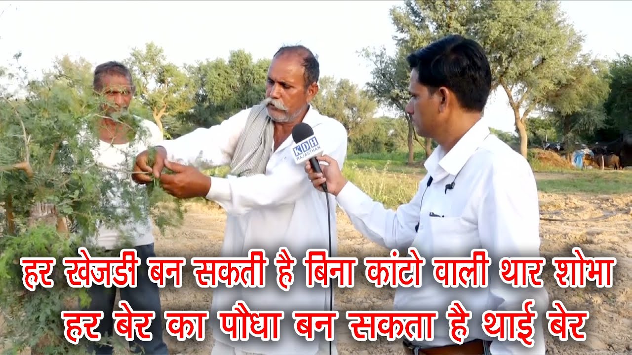 किसी भी खेजड़ी को बना सकते है बिना काँटों व ज्यादा सांगरी वाली थार शोभा ? हर बेर बन सकता है थाई बेर ?