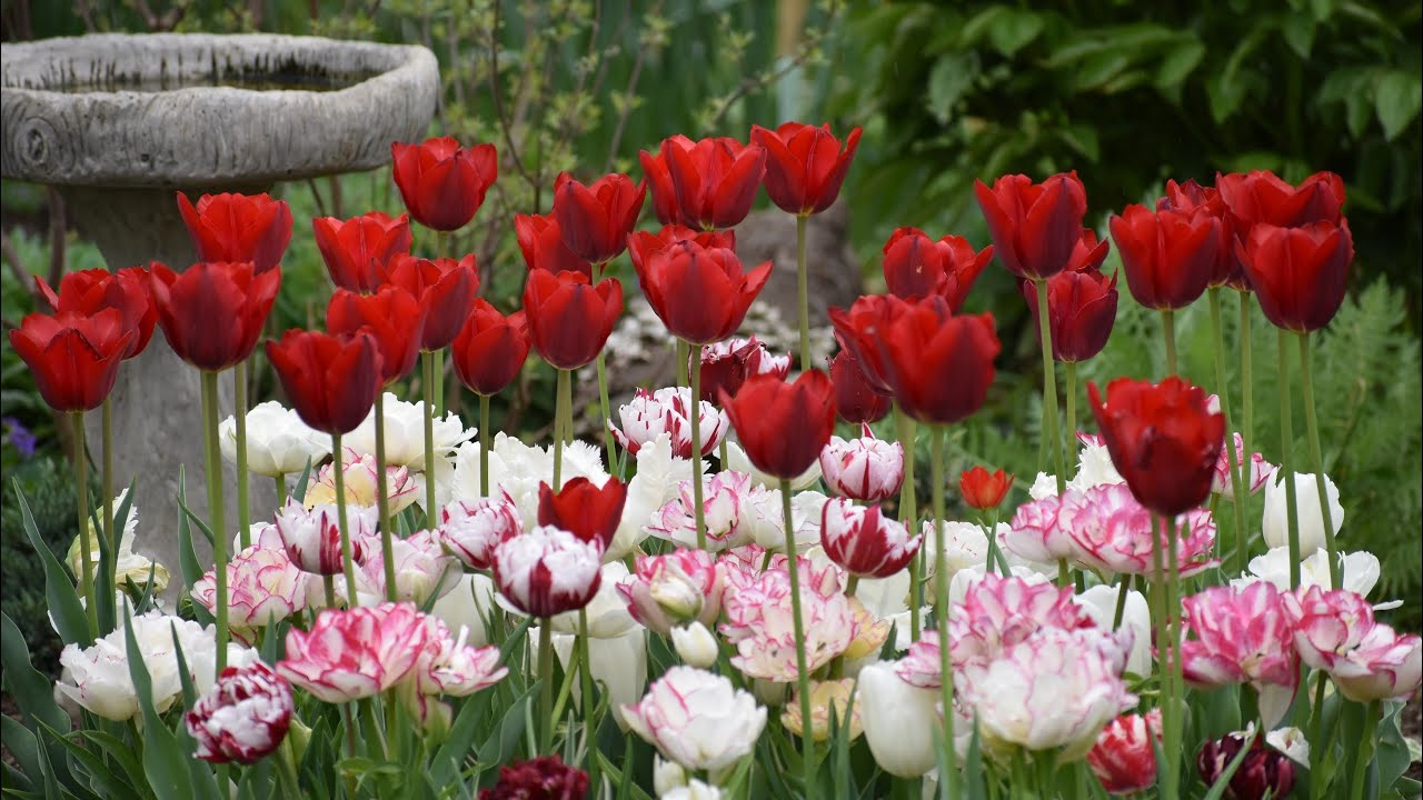 April Garden Tour🌷🌷🌷 Tulips, Daffodils, Baby Birds and More! // Northlawn Flower Farm