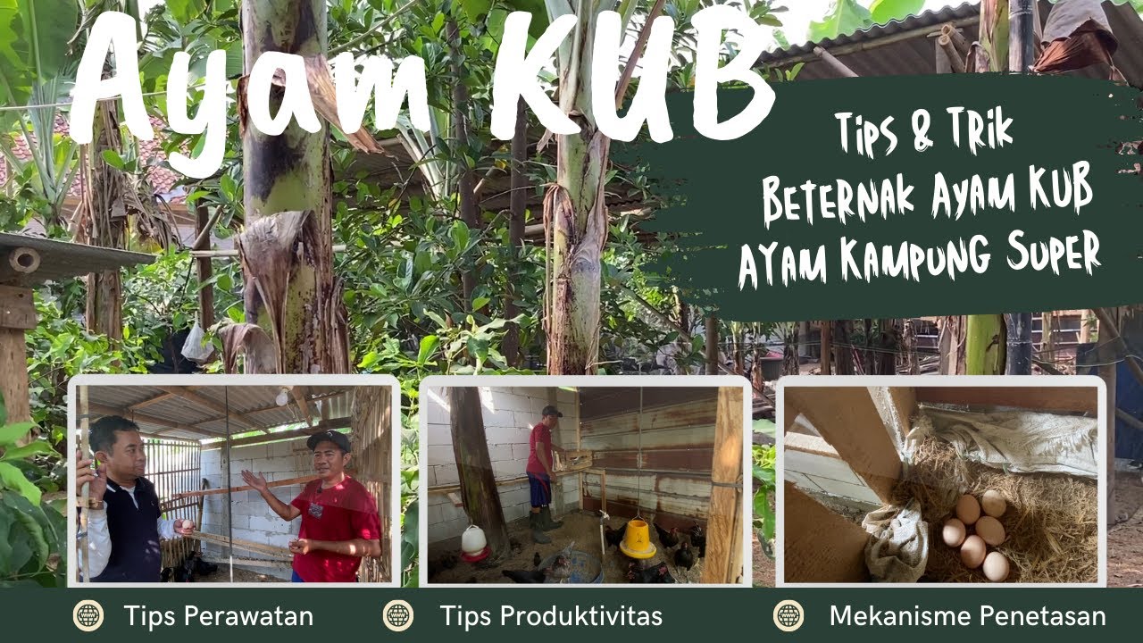 Tips dan Trik Beternak Ayam KUB : Ayam Kampung Super