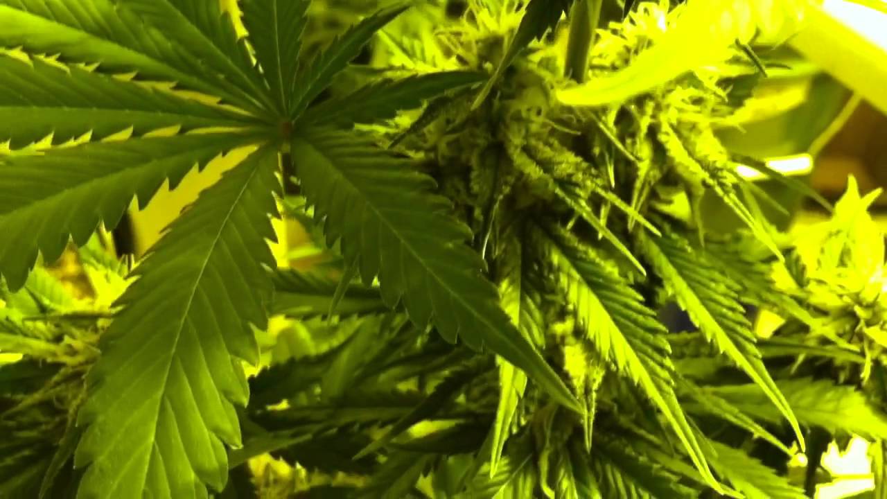 Candy Kush Auto Day 59