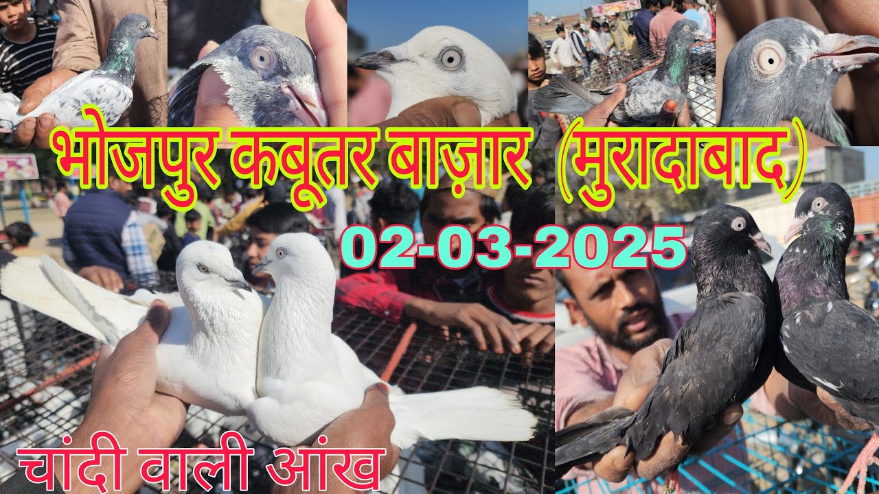 Bhojpur kabootar market Moradabad 🕊️ 25-08-2024. भोजपुर कबूतर बाज़ार। Desi kabootar market.