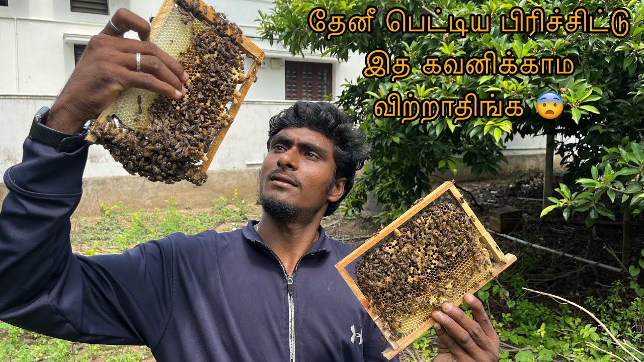 🐝தேனீ பெட்டிய பிரிச்சிட்டு இத மட்டும் கவனிக்காம விட்றாதிங்க 😯😯
