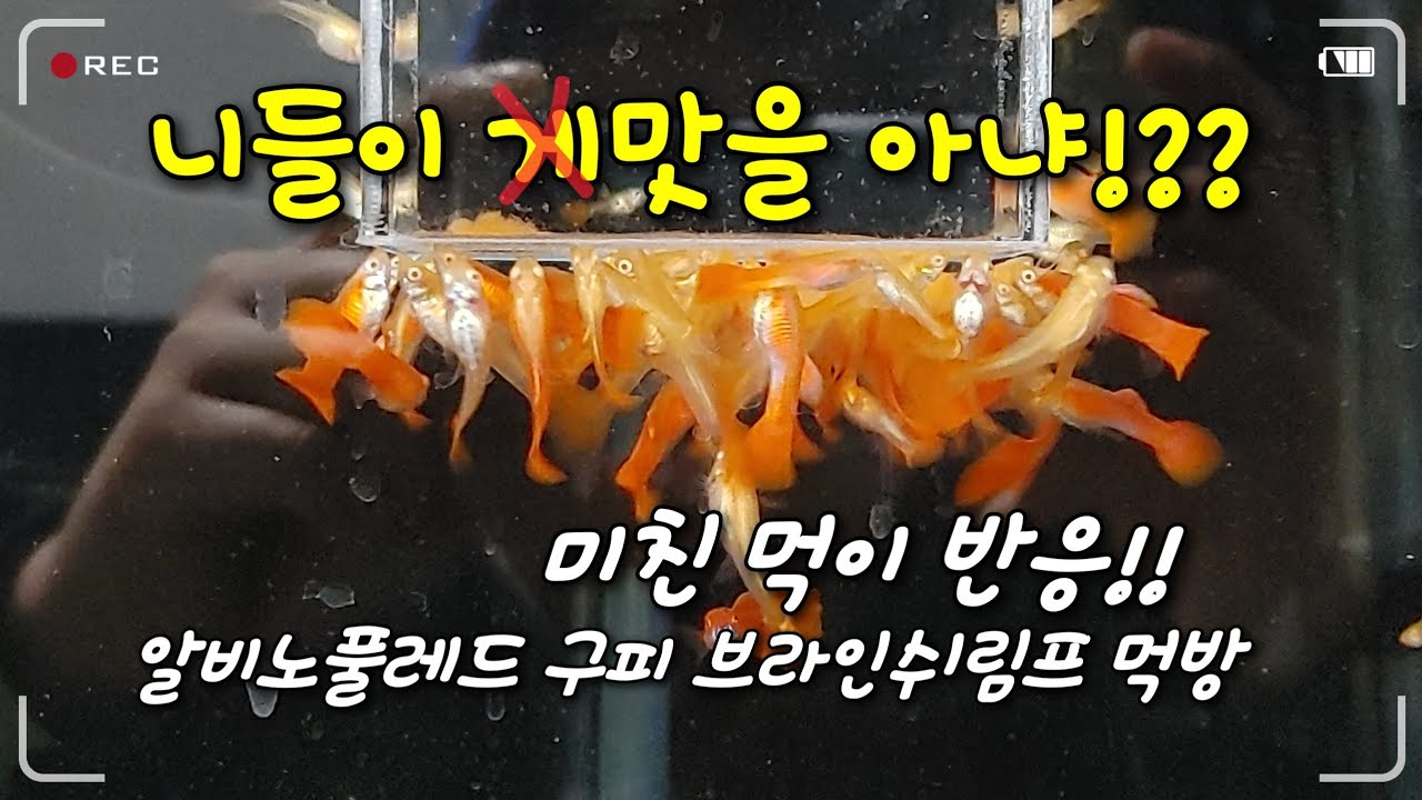 알비노풀레드 구피 영양식 브라인쉬림프 끓이는 방법. 생브 먹방