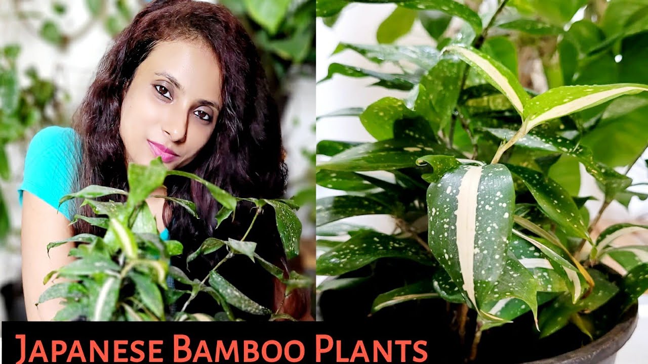 Japanese Bamboo Plants Care N Tips in Hindi | Dracaena Surculosa Varities | Satabdi's Green Life