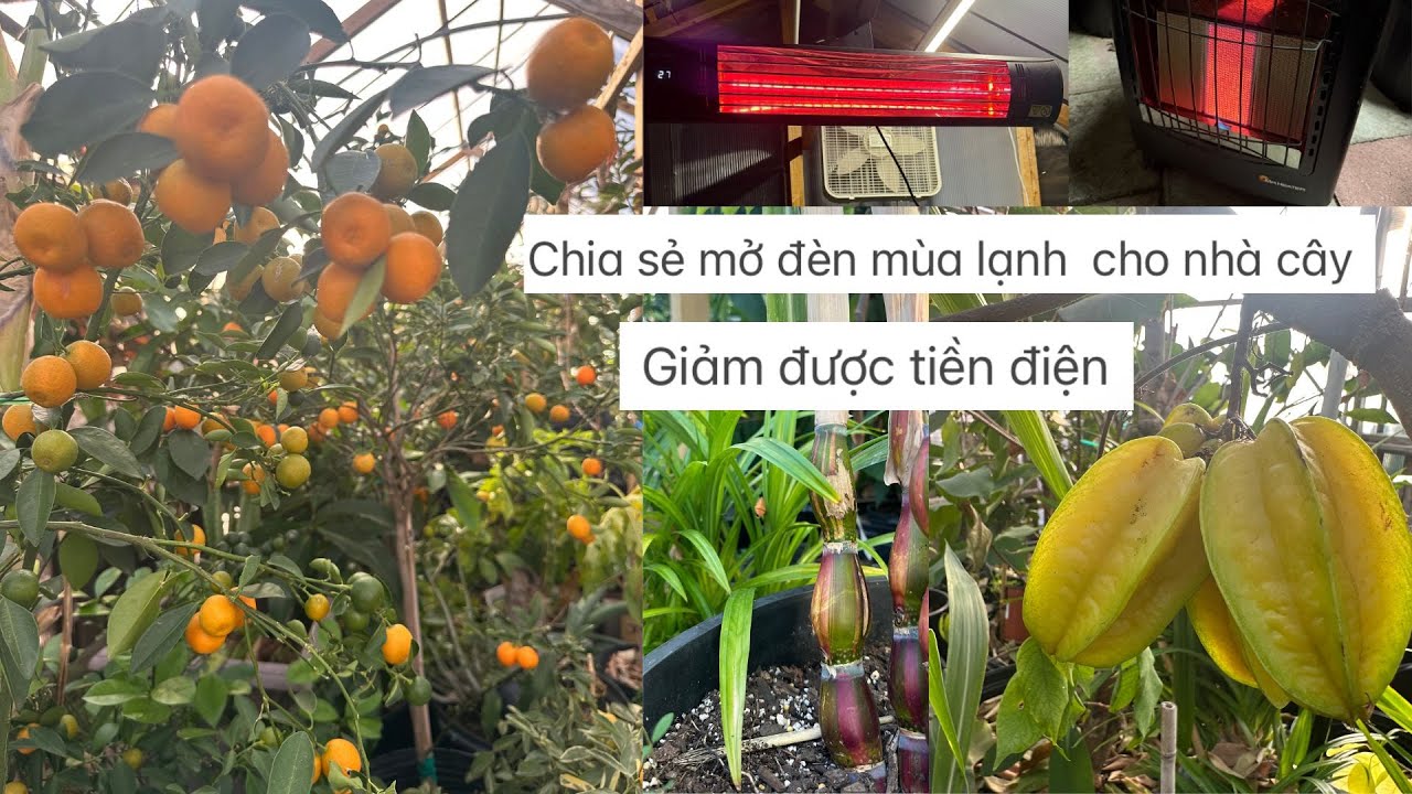 Chia sẻ mở đèn heat ,cho nhà cây ,giảm được tiền điện .❤️🥰🍑🌴# 683