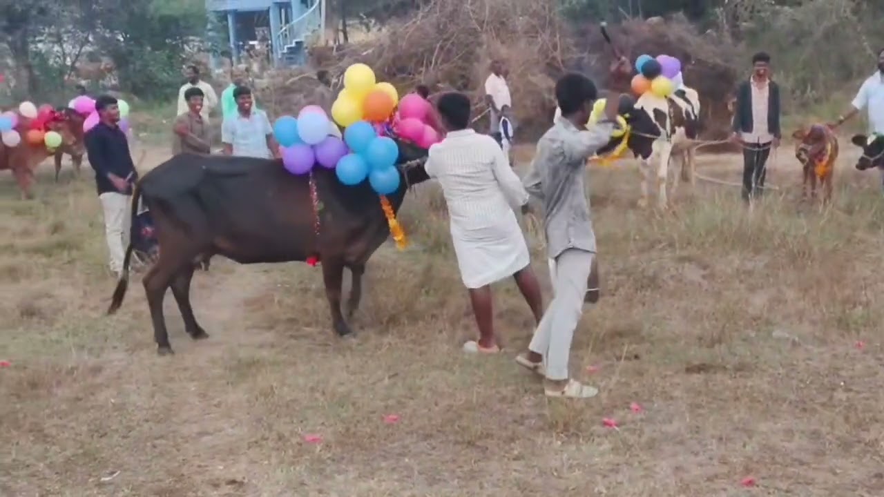 Yesterday Kanuma Panduga in Village