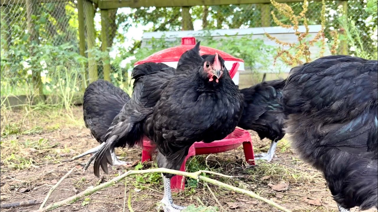 Fun Afternoon on the Farm 🐓 Toddlers, Animals & Outdoor Play (Low Stimulation, No Music)