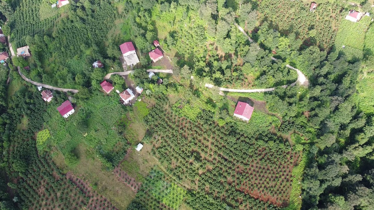 çatılı köyü ordu kumru niksar yolu 23.07.2021