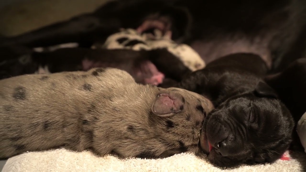 Faith and Esynsyn day 4 litter S.