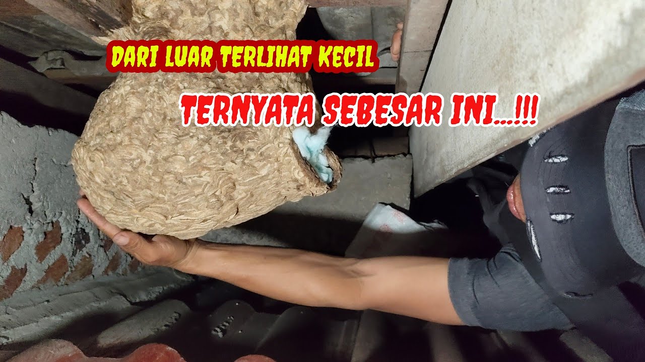 SERAHKAN SEMUA PADA AHLINYA PASTI BERES//CARA AMPUH MEMBUANG TAWON