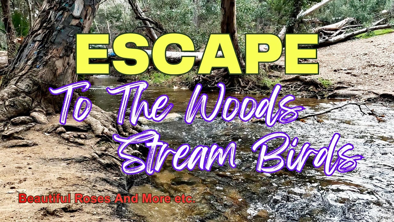 Escape To The Woods Stream Birds