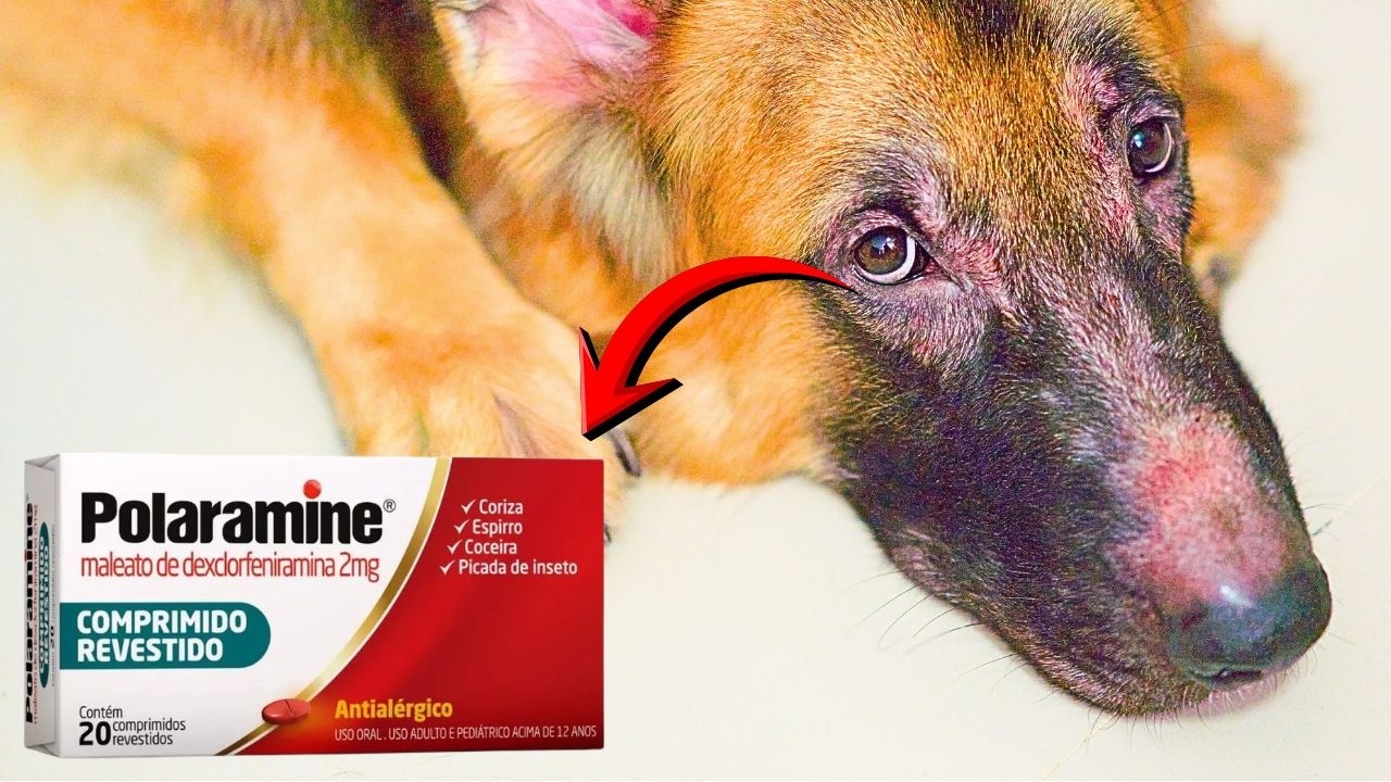 ERRO NO DIAGNÓSTICO DE CÃES ALÉRGICOS