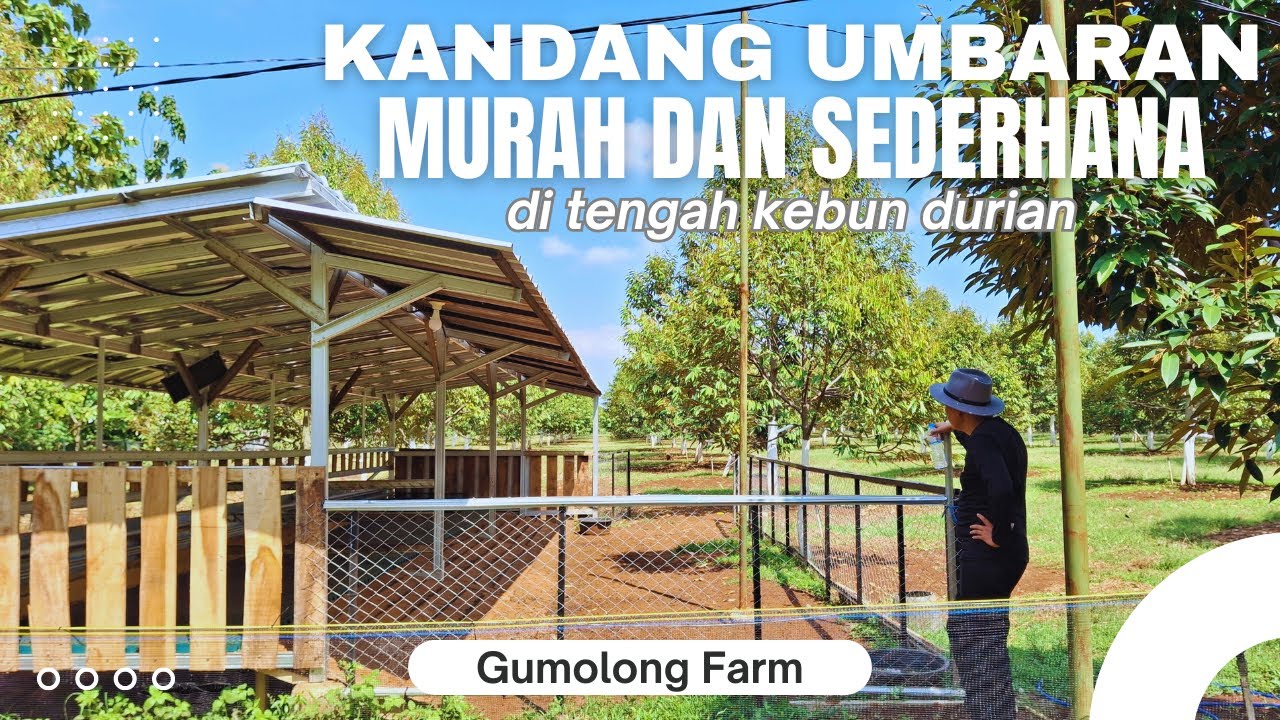 KANDANG UMBARAN MURAH DAN SEDERHANA !! (mengumbar domba di tengah kebun durian)