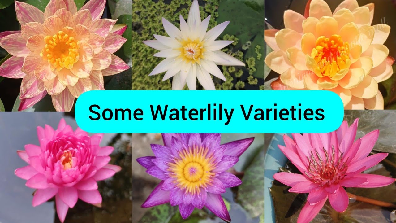 🔴 Waterlily flower Varieties फूल जो पूरे साल खिलते हैं