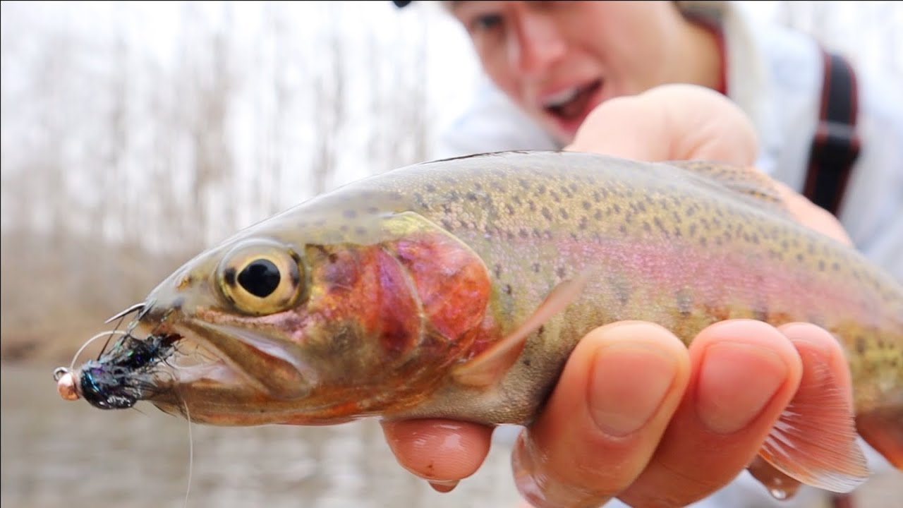 MISSOURI WILD TROUT (Fly Fishing The Little Piney Creek)