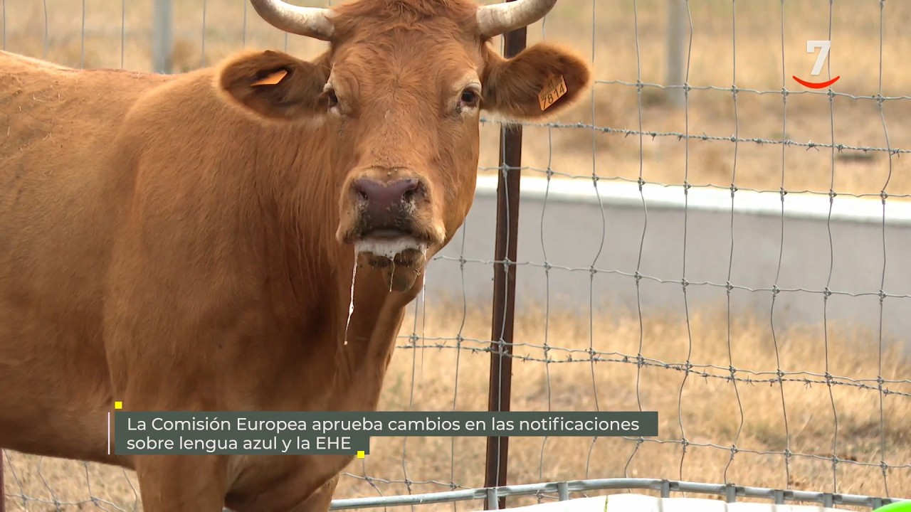 Flash El campo al día (09/03/2026): La CE, cambios en las notificaciones sobre lengua azul y EHE