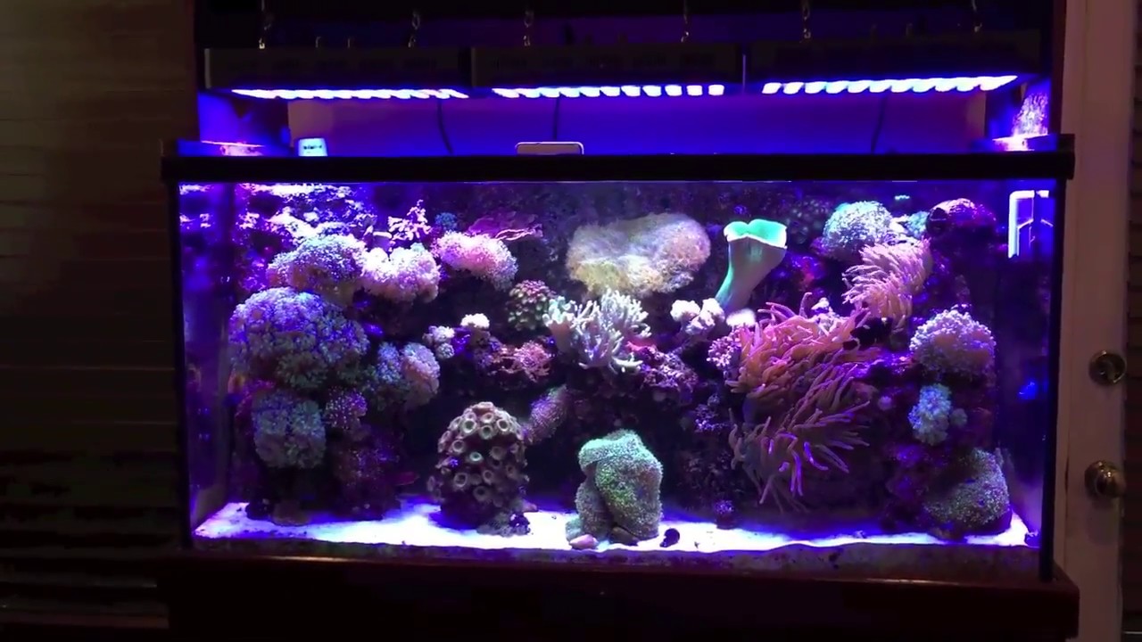 CHINA LED REEF LIGHTING 165W.  JUNK OR GOOD?