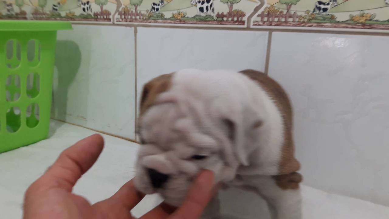 Feminha