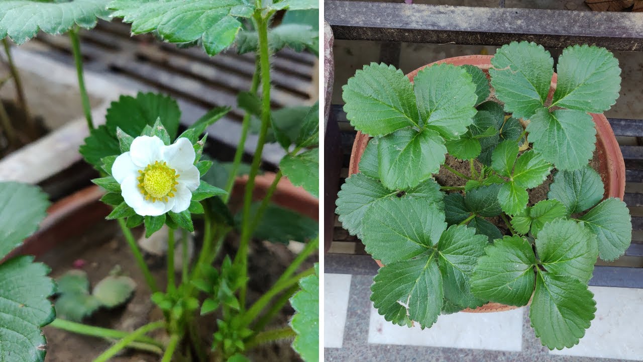 Common Problems With Strawberry Plants & How To Fix Them | The Right Gardening