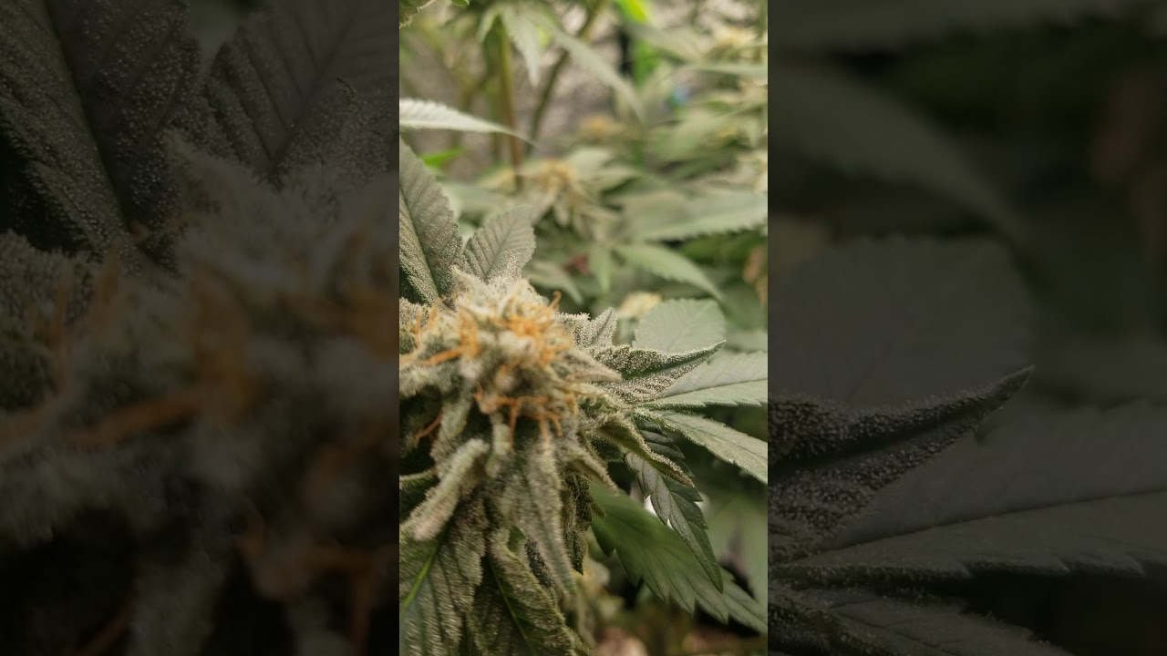 Day 40 tahoe of seeds by cali connection with a cherry pie bag seed tossed in the mix