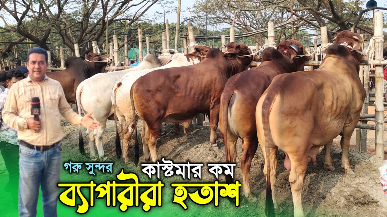 কোরবানির উপযোগী গরুর বাজার কোনদিকে যাচ্ছে? হযরতপুর হাট। qurbani cow price 2026