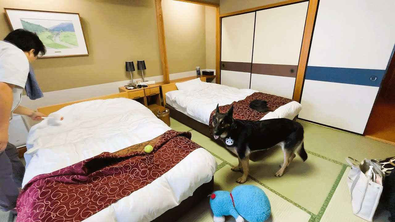 愛犬と旅行中に雨が降ってきたら、こんな過ごし方はいかがですか？【ジャーマンシェパード】