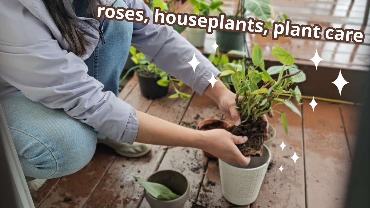 🌿🛒So many Roses🌹🌹 and finally some plant care🌱 || Bay Area Plant Shopping 2024