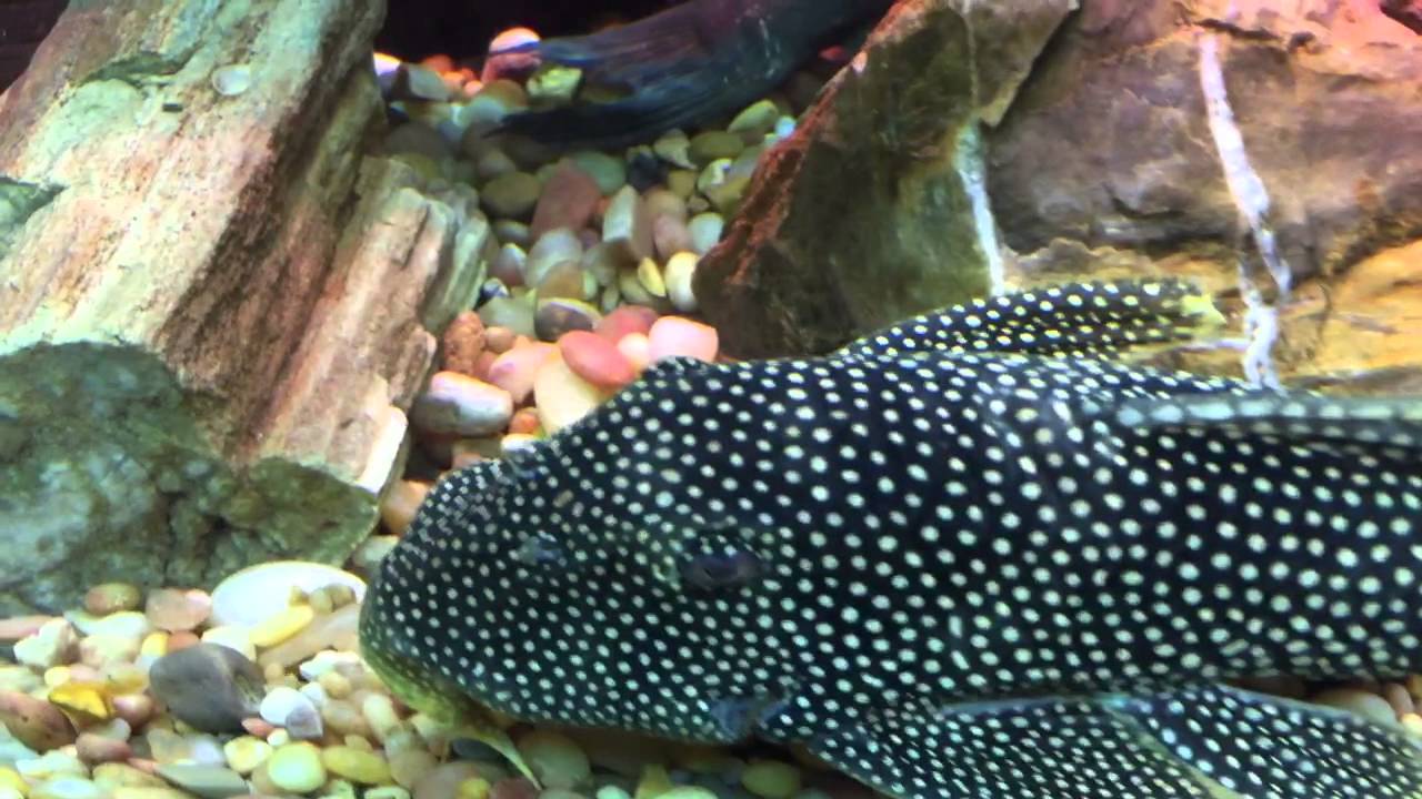 L14 Pleco