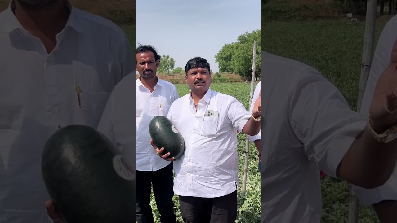 Big Vision Genetics Seeds Pvt.Ltd. --- Tarzan Watermelon Variety 🍉