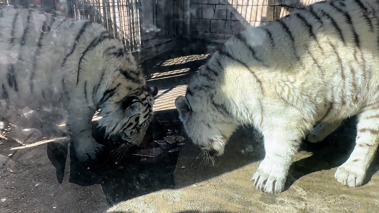 冷たい氷に興味津々なコタくんとハクくん🐯　1月23日 東武動物公園　ホワイトタイガー